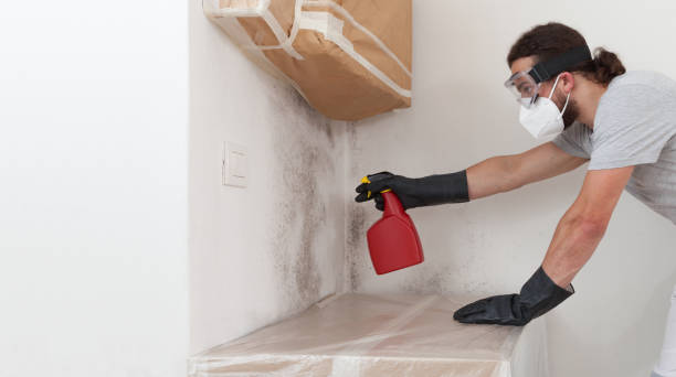 Professional Attic Mold Remediation technician working in Windsor, IL
