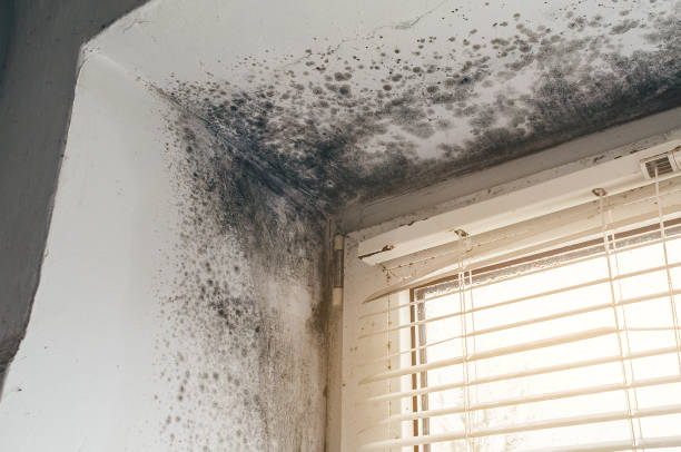Affordable Attic Mold Remediation solutions in Windsor, IL