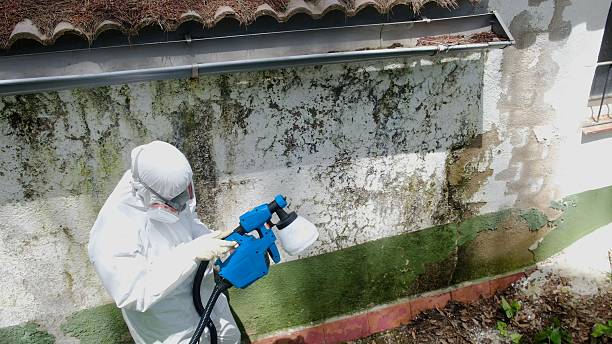 Top rated local Attic Mold Remediation specialists in Windsor, IL